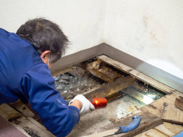 Best Industrial Mold Remediation in Mount Vernon, KY