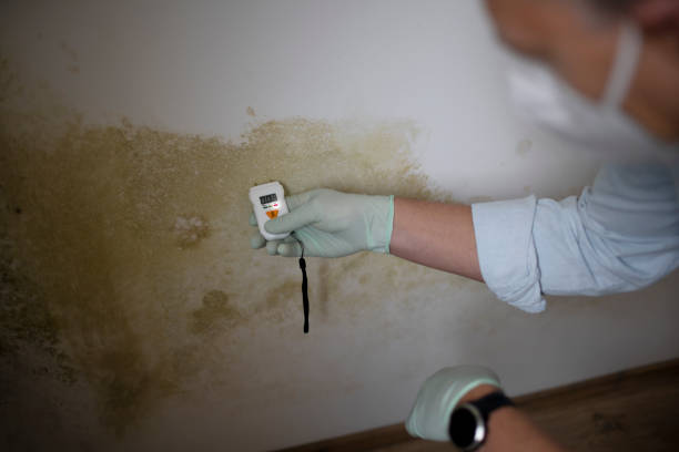 Best Insurance-Related Mold Remediation in Mount Vernon, KY
