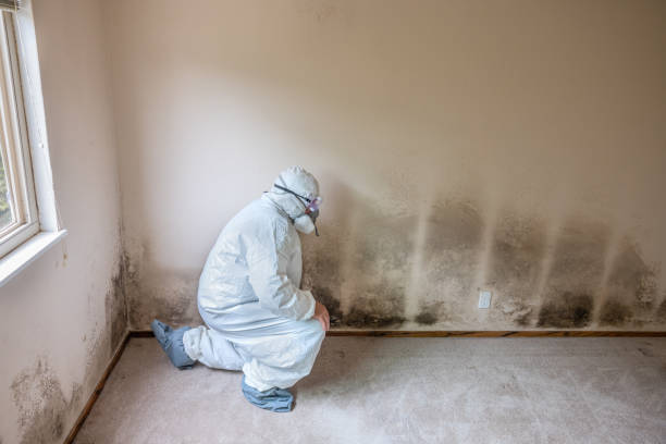 Best Basement Mold Remediation in Mount Vernon, KY